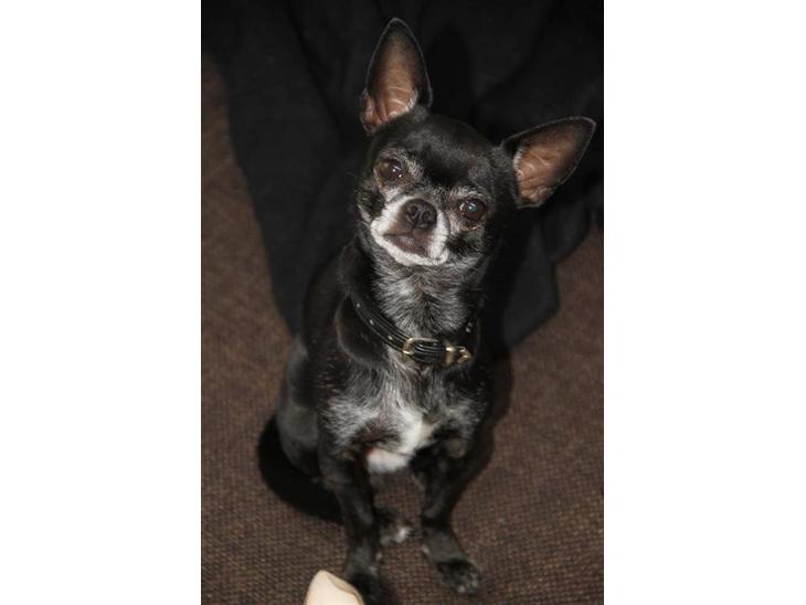Chihuahua Cæsar billede 1