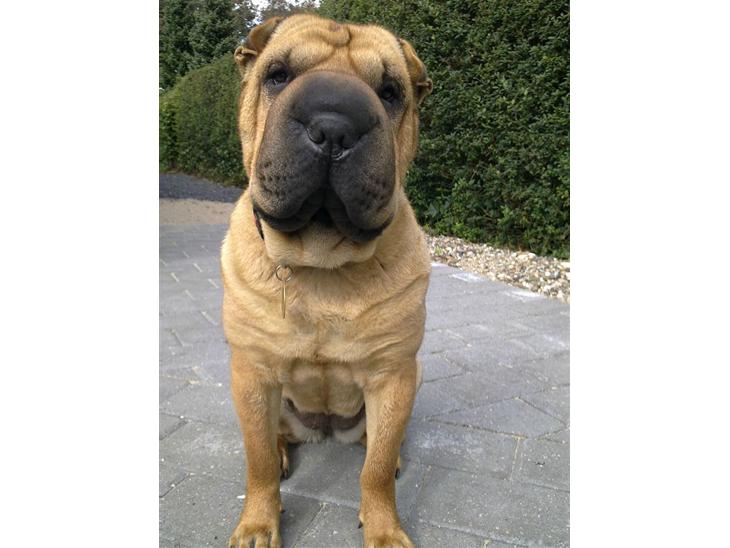 Shar pei Rynke billede 1