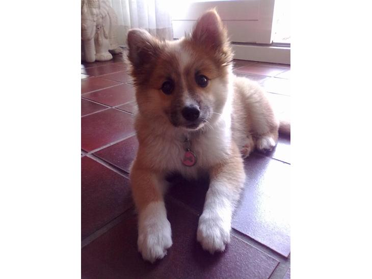 Islandsk fårehund Nala billede 1