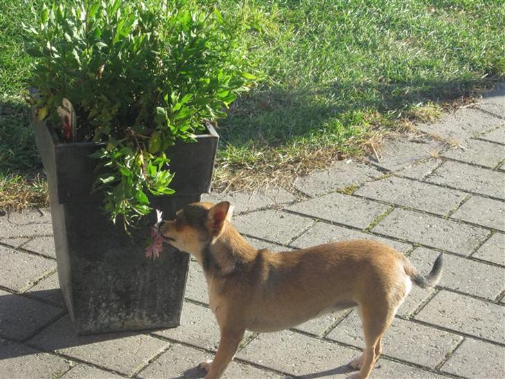 {{currentPhoto.altText}} billede {{currentPhoto.number}}