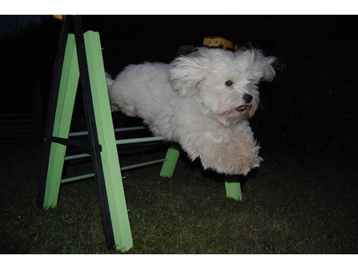 Coton de tulear Anton billede 1