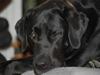 Labrador retriever MY BOY CHESTER