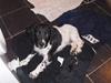 Field Trial spaniel Onlyone´s bobby (Kenzo)