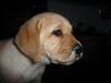 Labrador retriever Dina