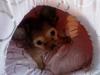 Chihuahua Kastanje