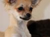Chihuahua Paris