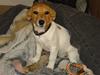 Jack russell terrier Ti-amo