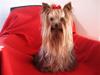 Yorkshire terrier Charlie
