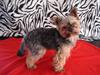 Yorkshire terrier Felix