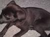 Blanding af racer Chien