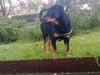 Rottweiler Marley