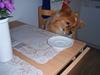 Papillon Lunden´s Cirkeline [ Himmelhund]