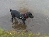 Labrador retriever Rickey
