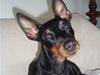 Dvaergpinscher Rødkildes P.star