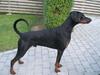 Dobermann Diego R.I.P. savnet og elsket