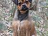 Blanding af racer (Mops/Dv. pinscher) -Sika