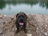 Mallorca Mastiff / Ca de Bou Figo [Tidl. hund]