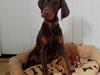 Dobermann Royal Danish A. Aligance [Tidl. hund]