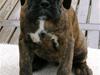 Boxer Cuba