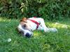 Jack russell terrier Karlsbjerggårdens Spaky [Tidl. hund]