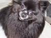 Pomeranian Nala (RIP)