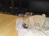 Mops Alfredo