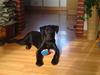 Blanding af racer Blacky