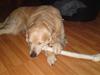Golden retriever Snubbi (helius)