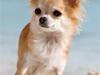 Chihuahua Shayla [ Himmelhund]
