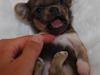 Chihuahua Tikus Le velour bleu