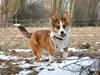 Welsh corgi cardigan Miley