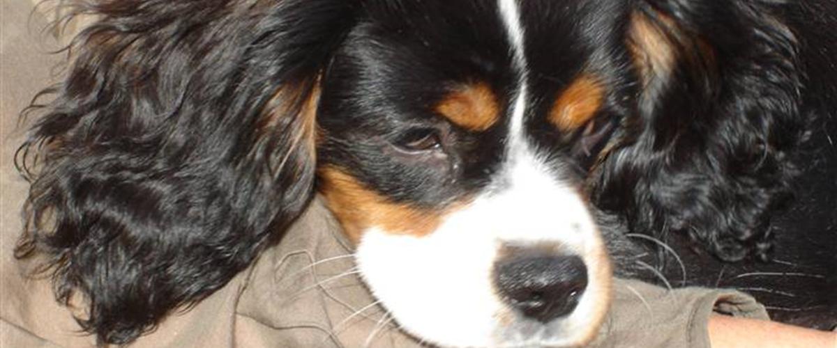 Cavalier king charles spaniel Thor (lille Thor) - 2010 - dejlig,skøn