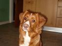 Nova scotia duck tolling retriever Lucky