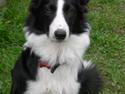 Border collie Maggie<3 Himmel hund