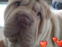 Shar pei Peia