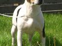 Dansk svensk gaardhund Elektra