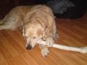 Golden retriever Snubbi (helius)
