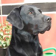 Labrador retriever MY BOY CHESTER