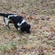 Field Trial spaniel Onlyone´s bobby (Kenzo)