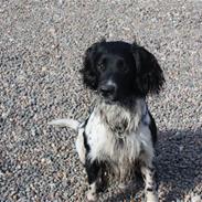 Field Trial spaniel Onlyone´s bobby (Kenzo)