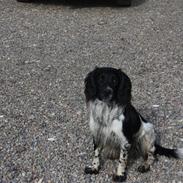 Field Trial spaniel Onlyone´s bobby (Kenzo)
