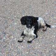 Field Trial spaniel Onlyone´s bobby (Kenzo)