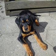 Rottweiler Emma