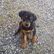 Rottweiler Emma