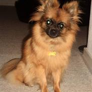 Pomeranian Coco