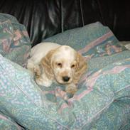 Cocker spaniel Mille