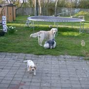 Cocker spaniel Mille