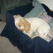 Cocker spaniel Mille