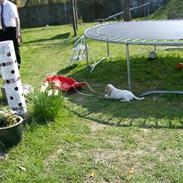 Cocker spaniel Mille