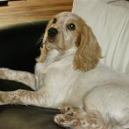 Cocker spaniel Mille